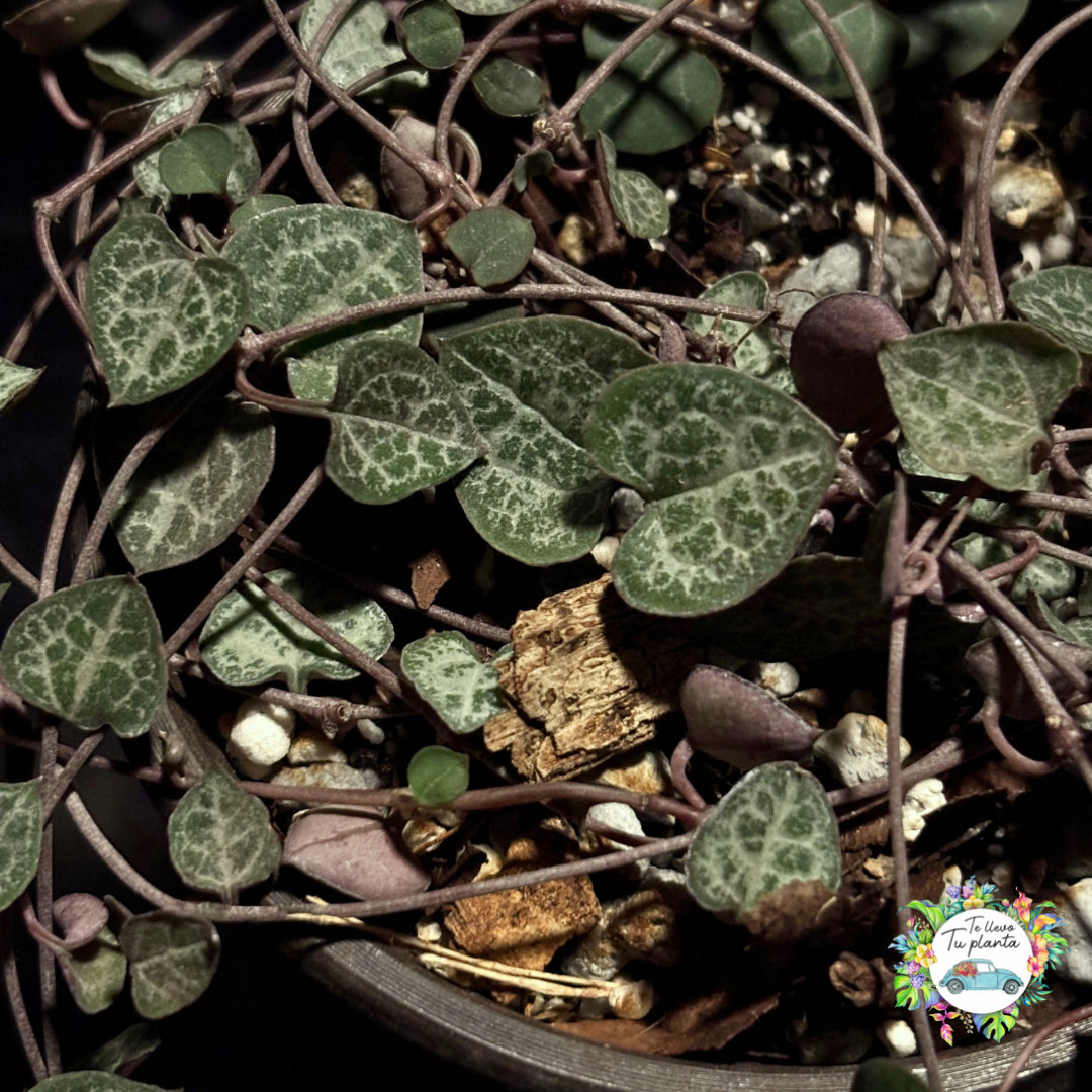 Ceropegia Woodii “4