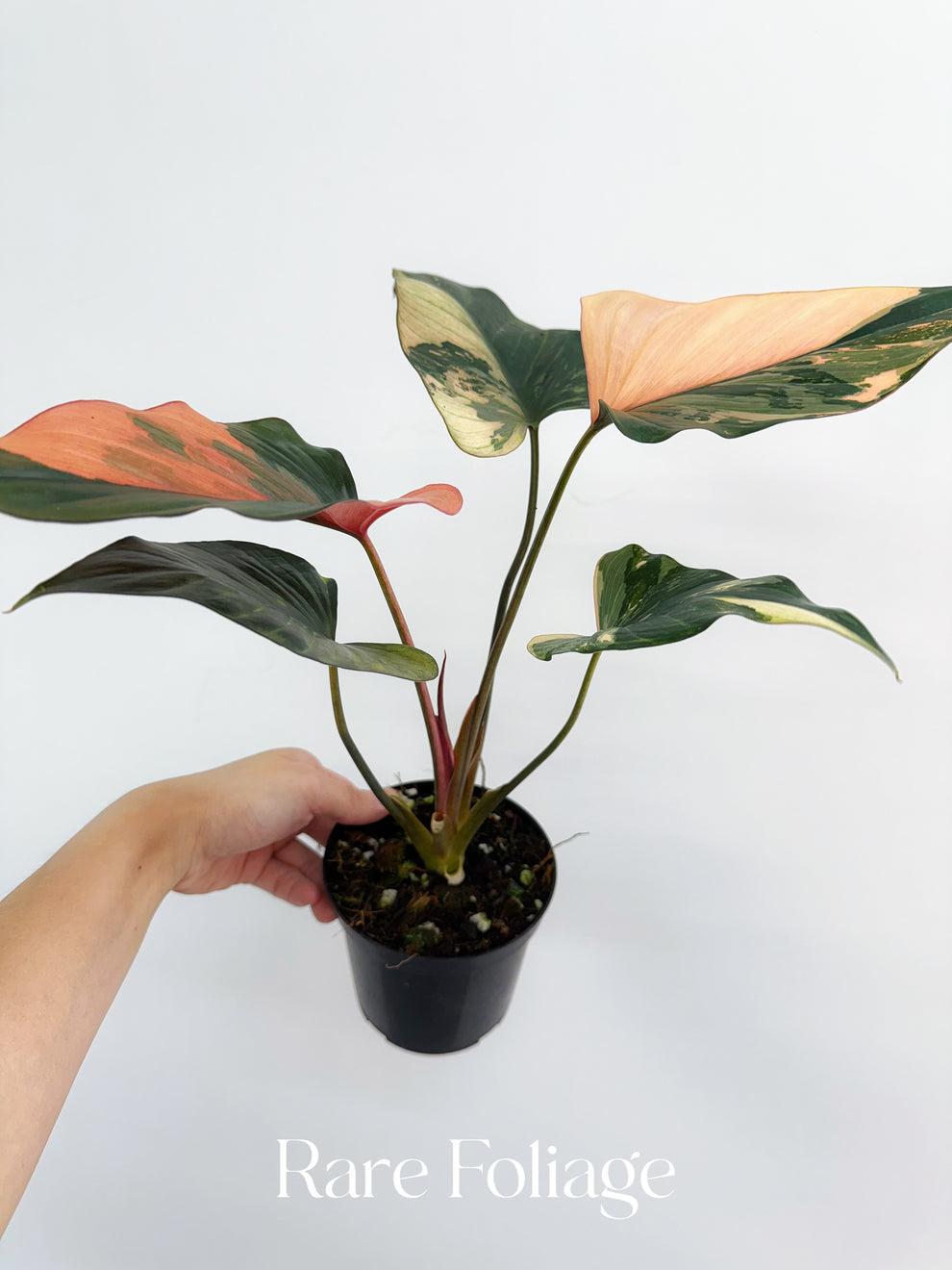 Homalomena Pink Diamond "4