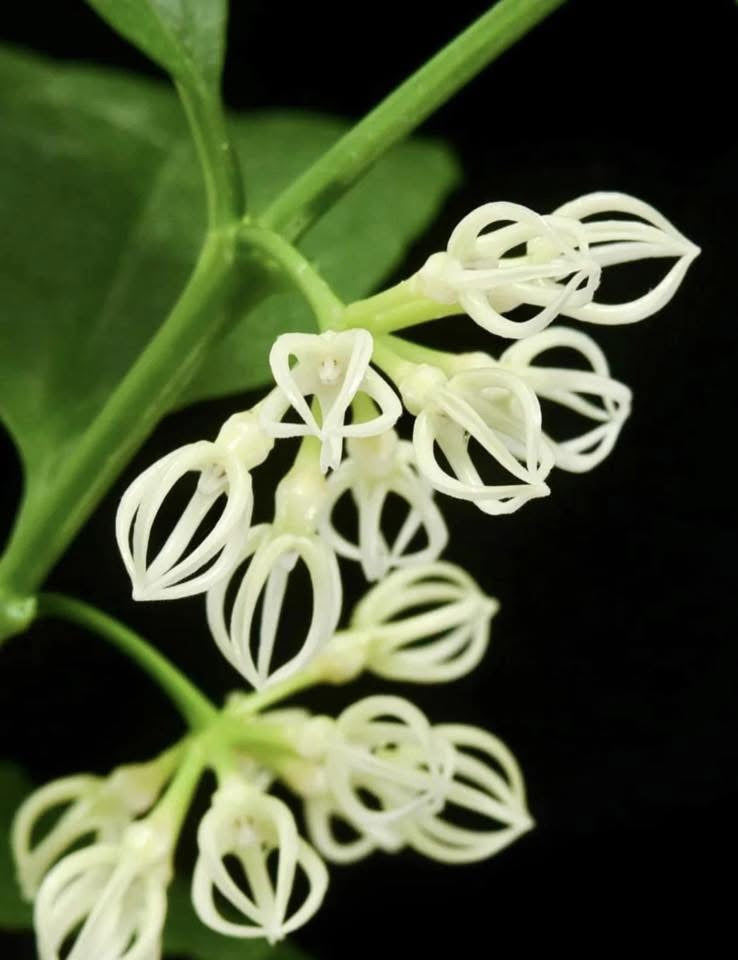 Hoya decipulae “4