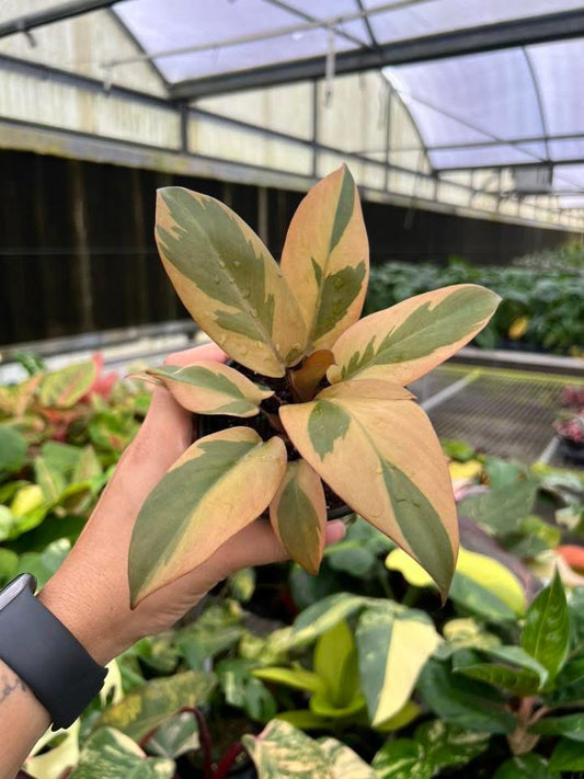 Philodendron Black Cardinal Variegado “4