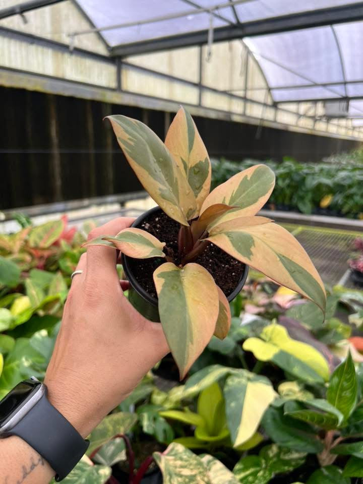 Philodendron Black Cardinal Variegado “4
