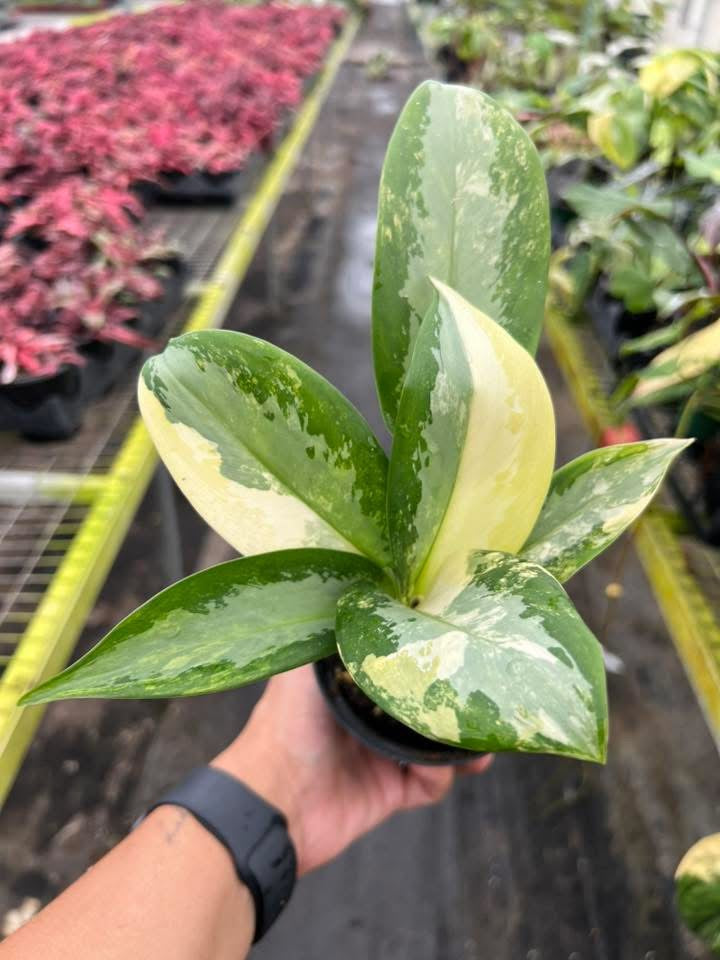 Aglaonema Subarnavhumi “4
