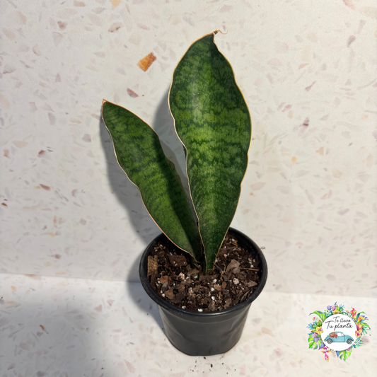 Sansevieria Whale Fin “5
