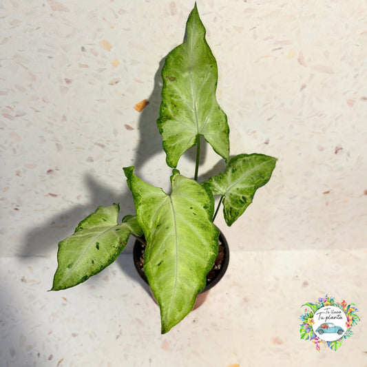 Syngonium Green Flecked "4