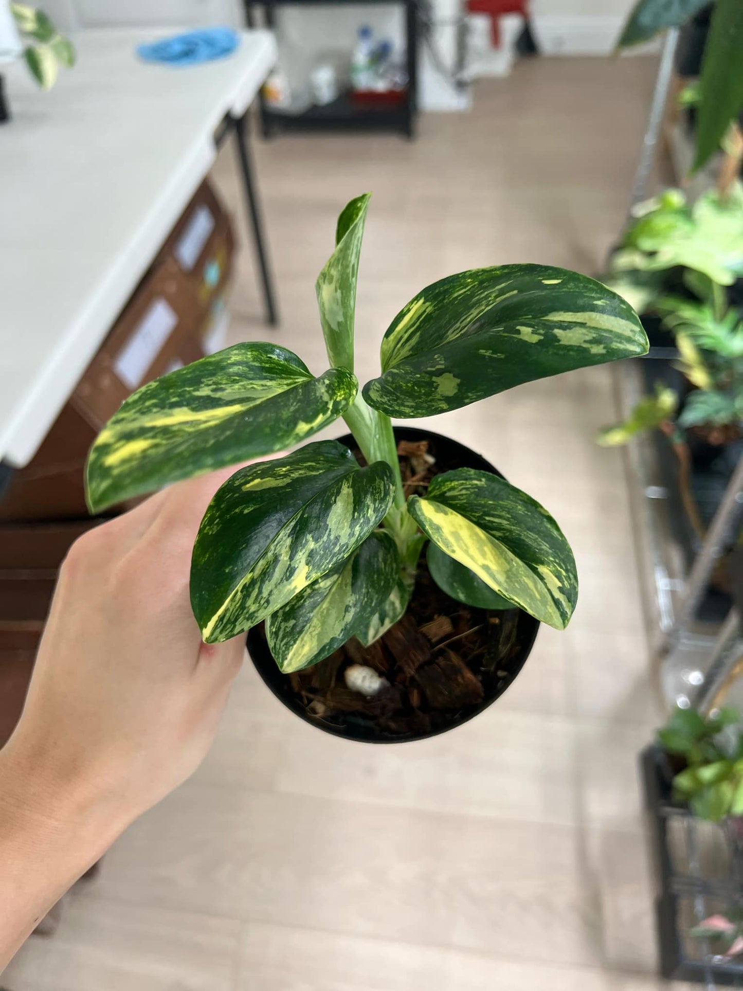 Monstera Stadleyana Aurea "4