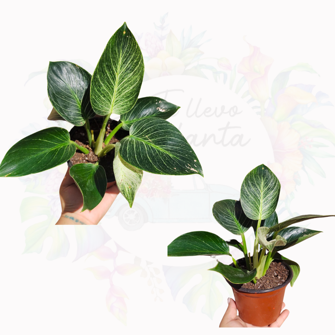 Philodendron Birkins “5