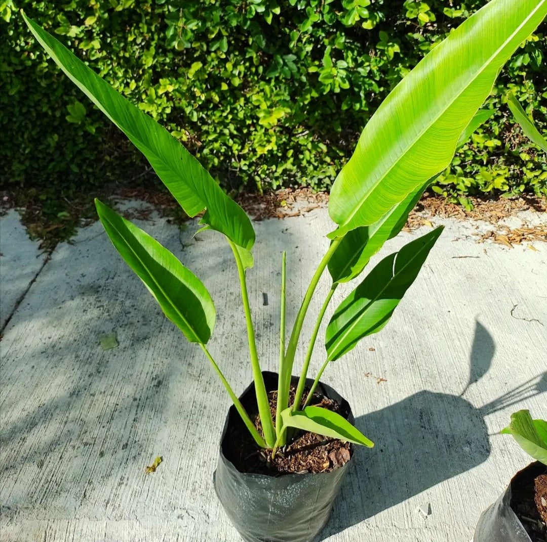 Ravenala madagascariensis (palma viajero) chica