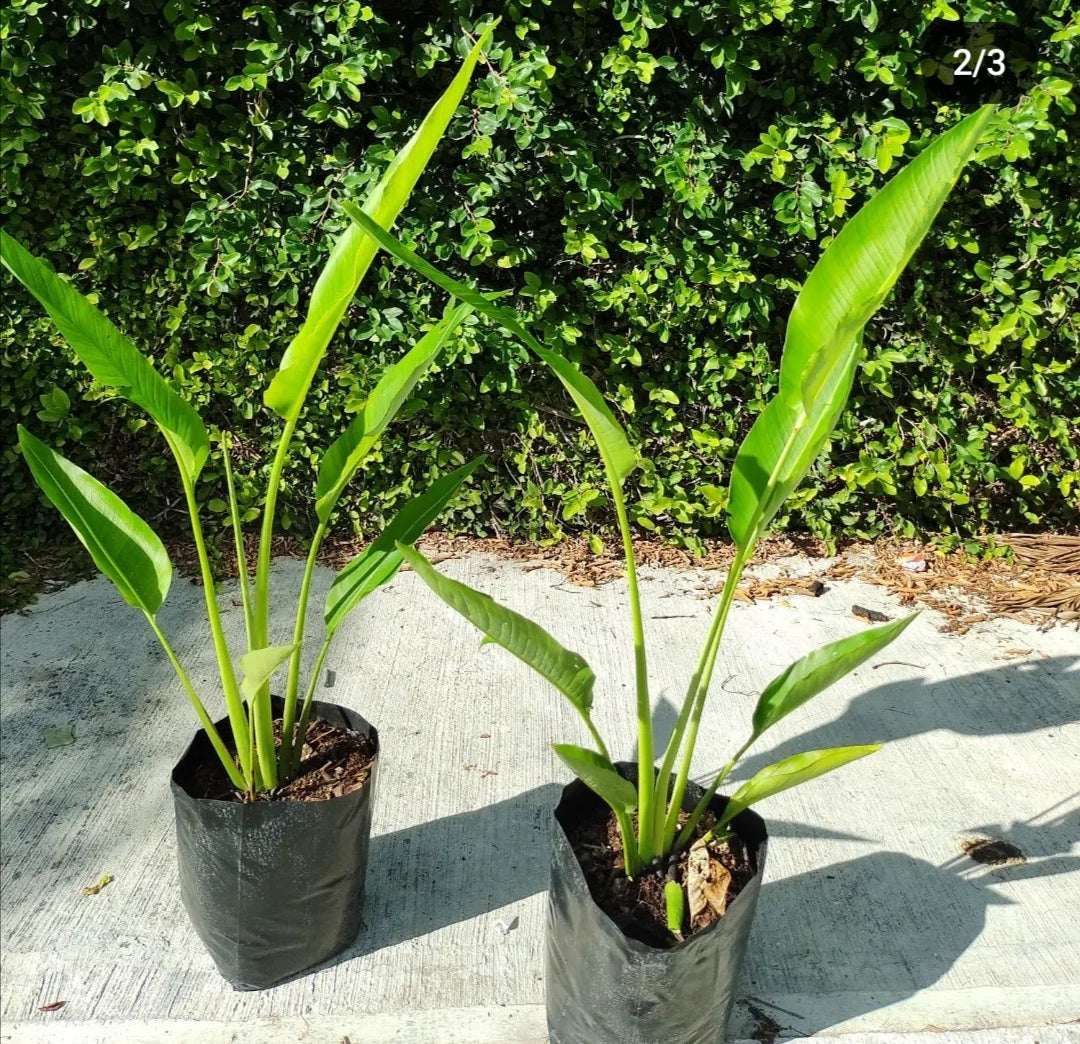 Ravenala madagascariensis (palma viajero) chica