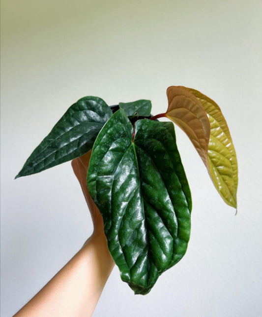 Anthurium Luxurians x Radicans "4