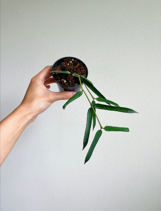 Hoya Pandurata "3