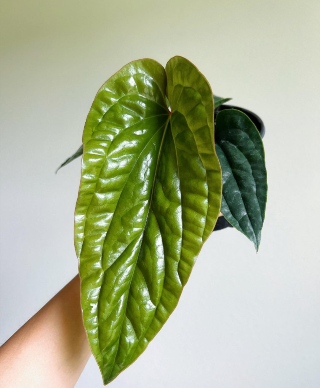 Anthurium Luxurians x Radicans "4