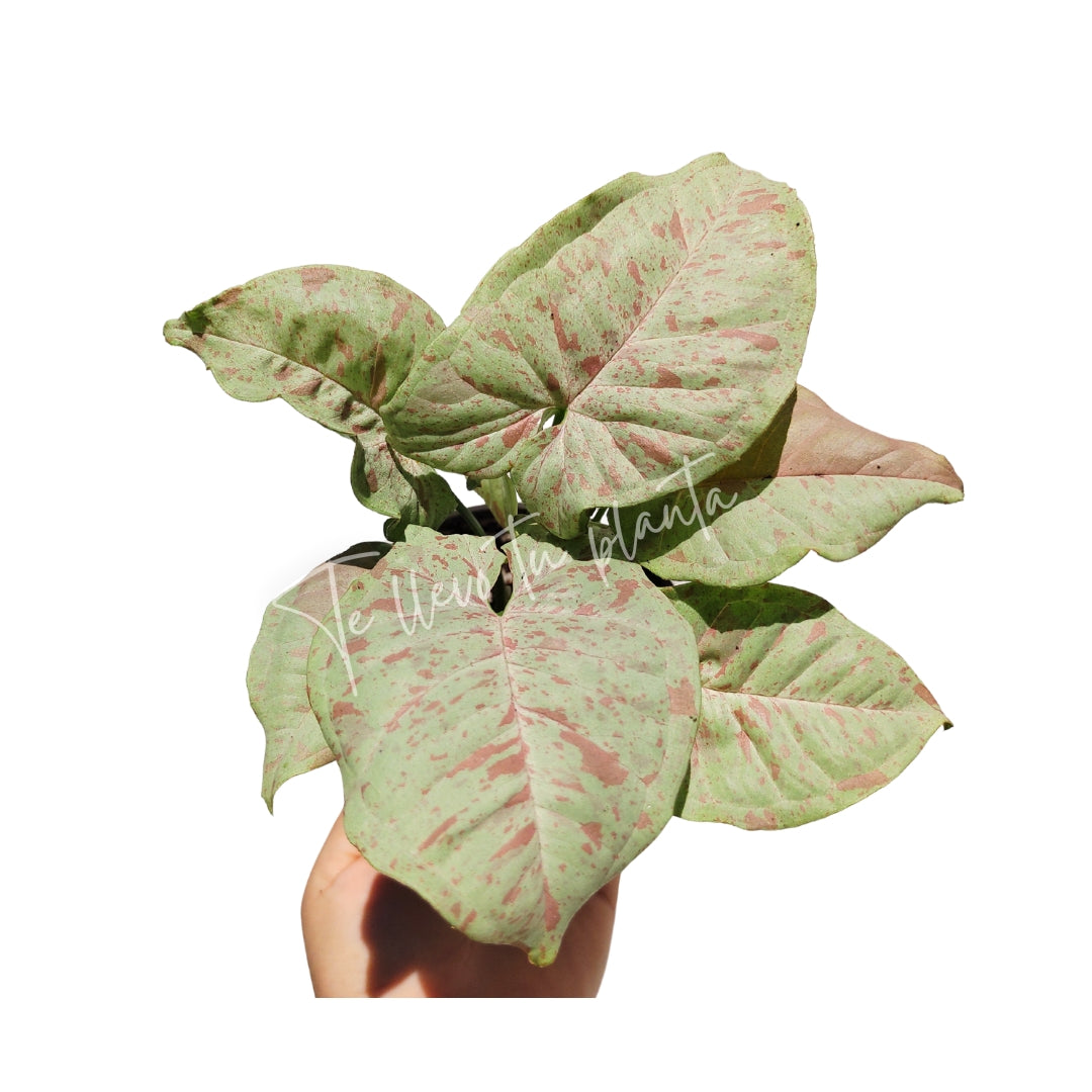 Syngonium milk confetti "4