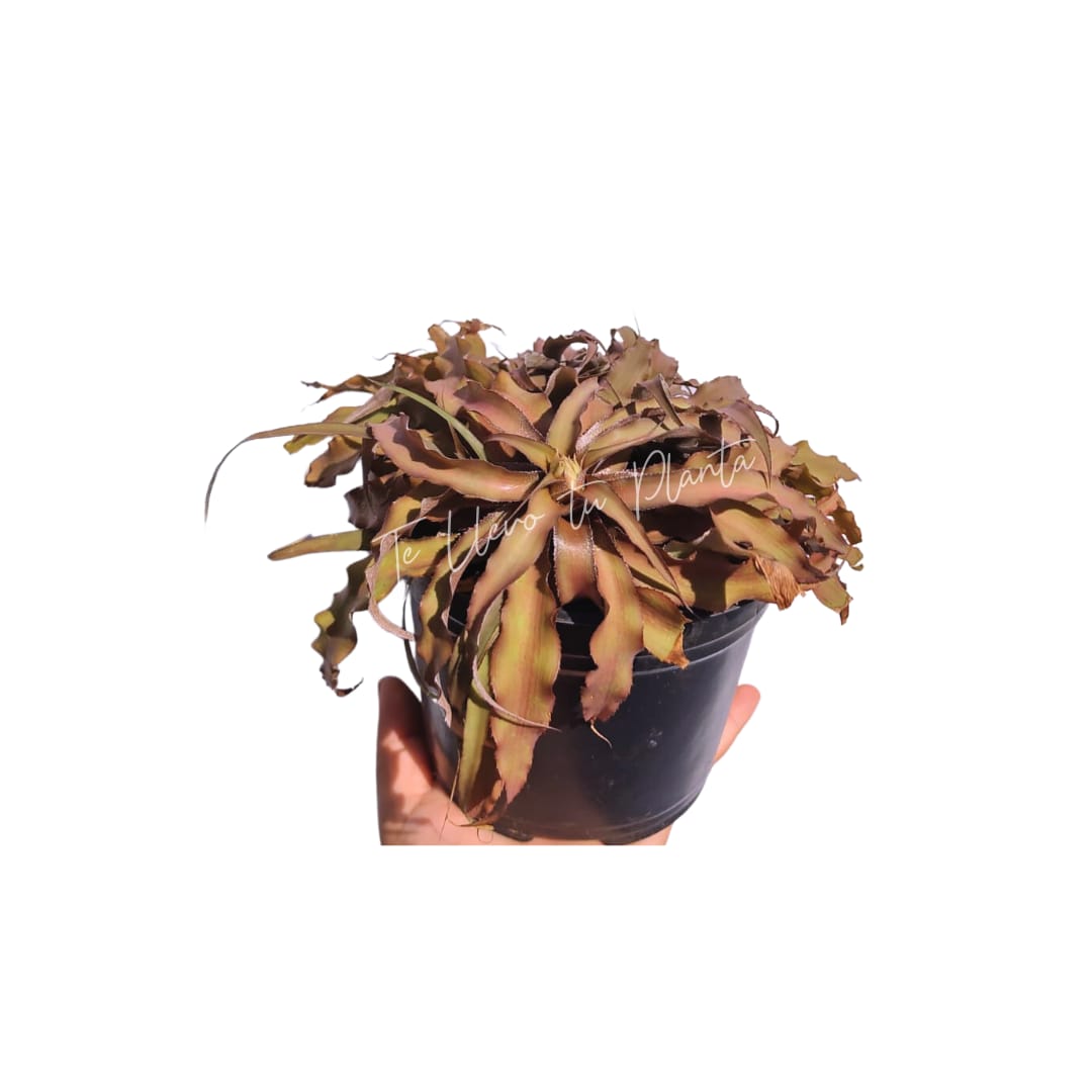 Cryptanthus bivitattus #6