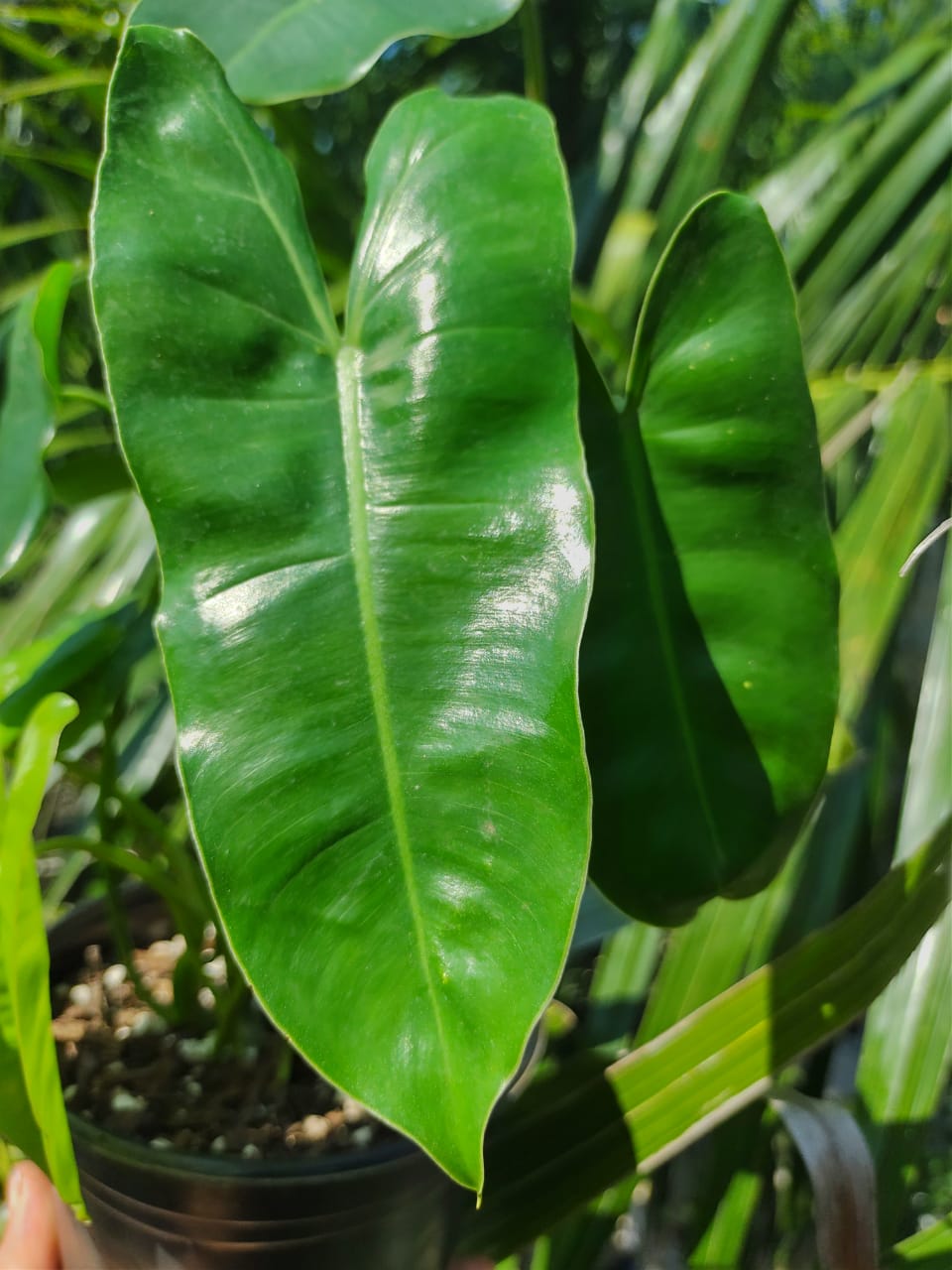 Philodendron Burle Marx maceta "6