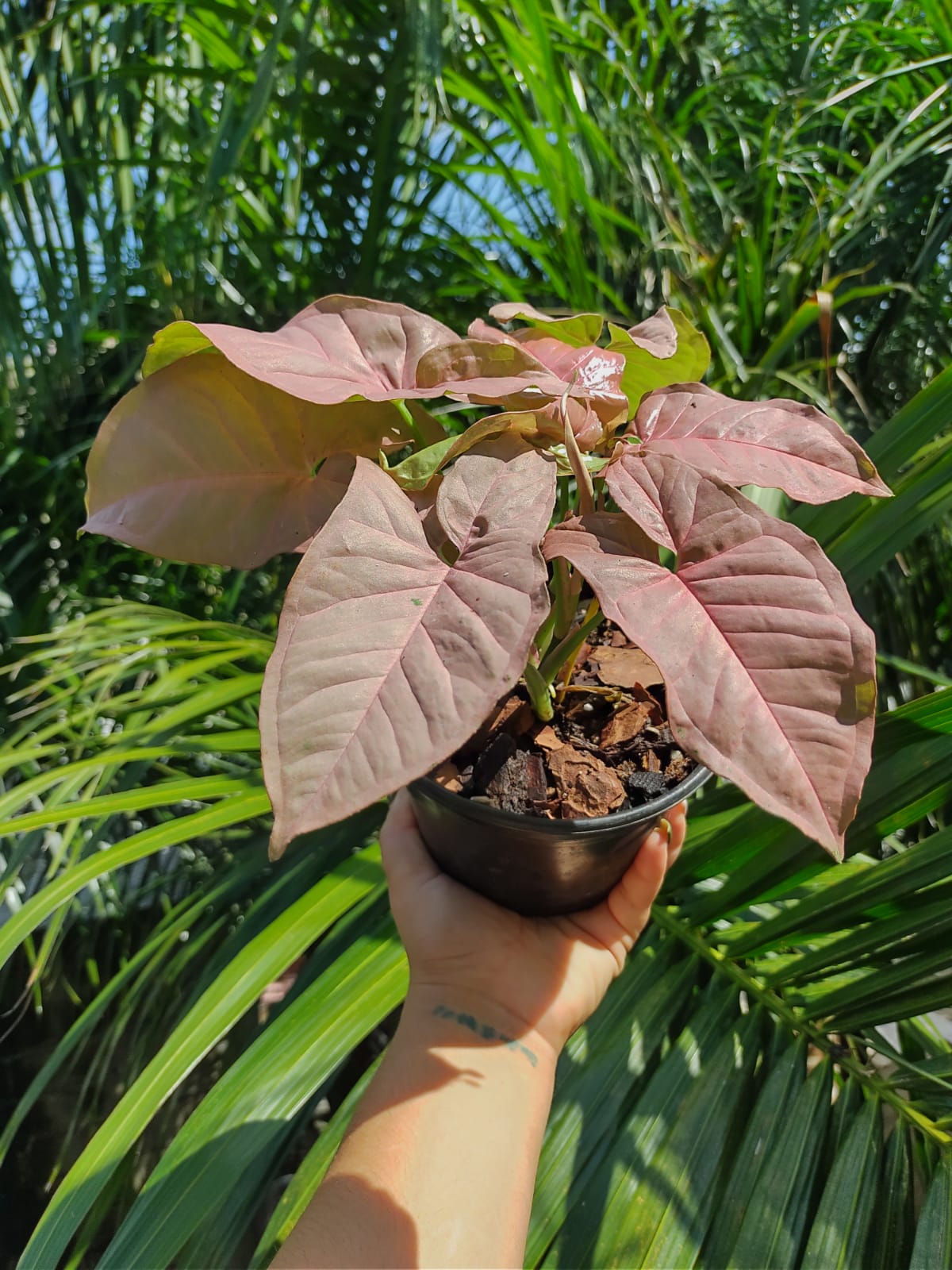 Syngonium Pink Neón Robusta #6