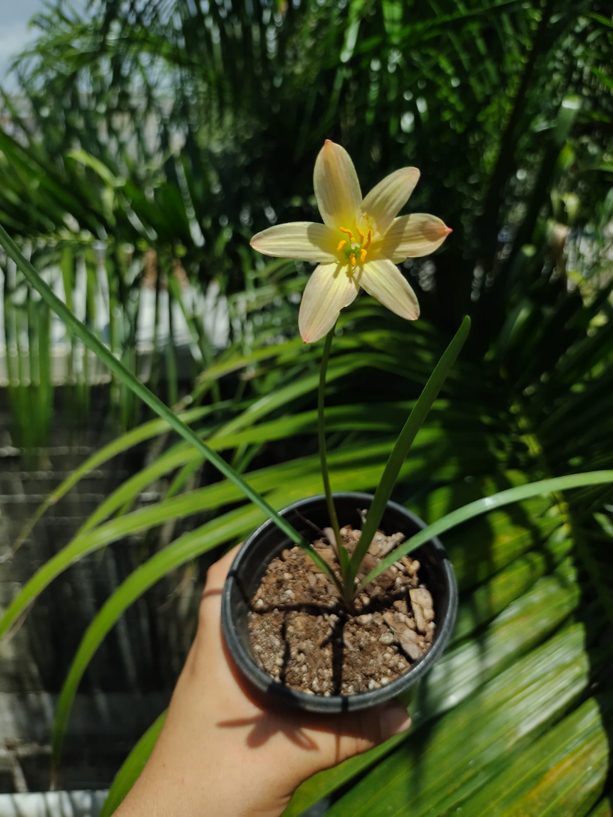 Zephyranthes King Ramson (1 bulbo)