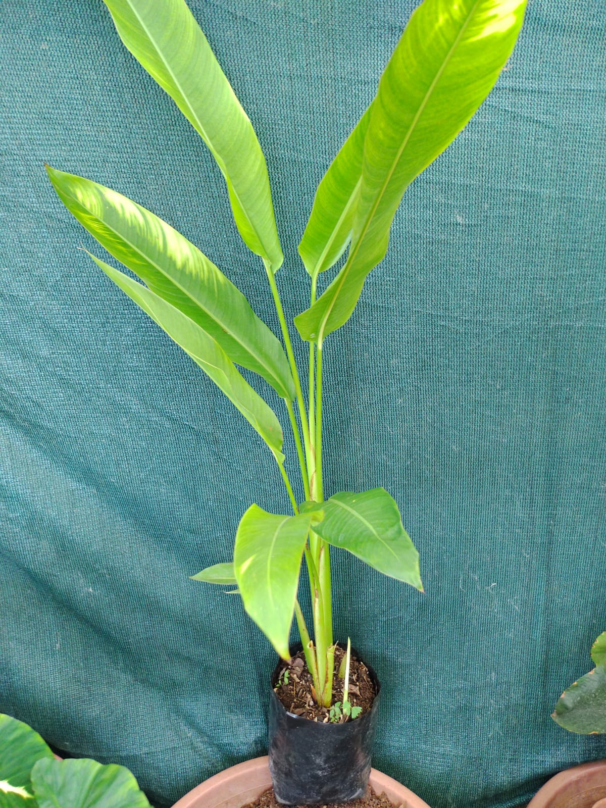 Heliconia x nickeriensis