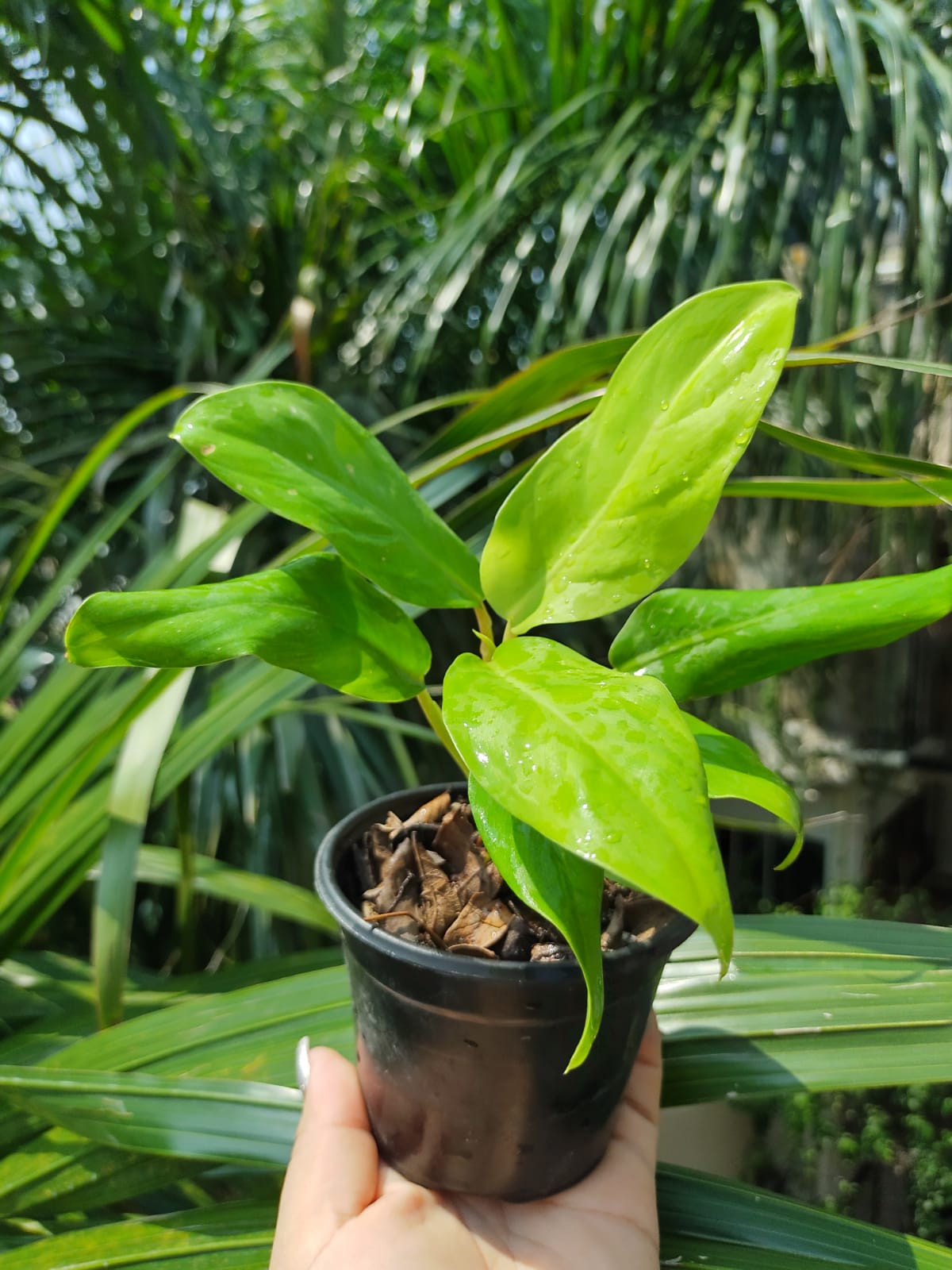 Philodendron Golden Godess #4