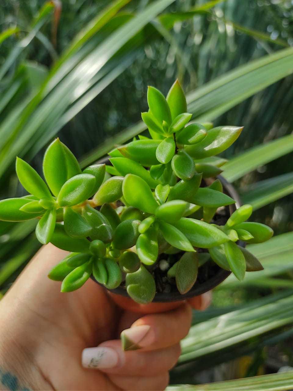 Lenophyllum acutifolium