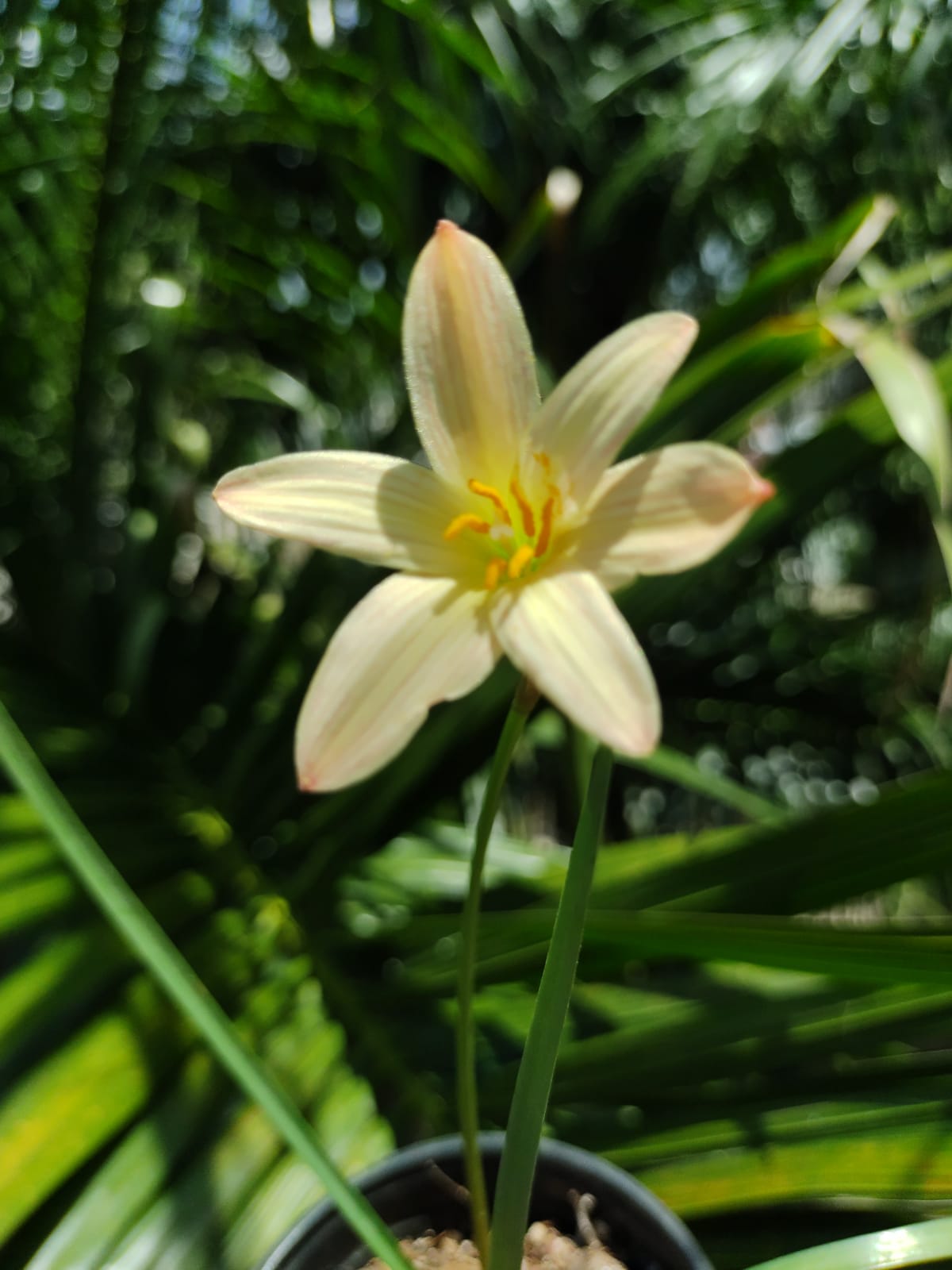 Zephyranthes King Ramson (1 bulbo)