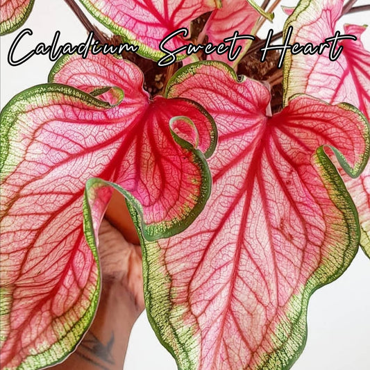 Caladium Sweet Heart Bulbo