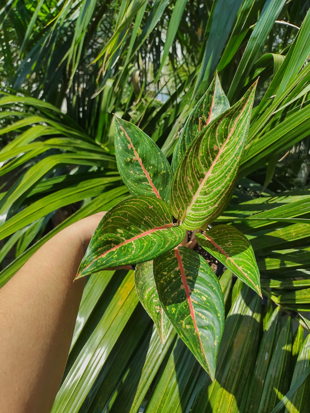 Aglaonema Legacy Green #4