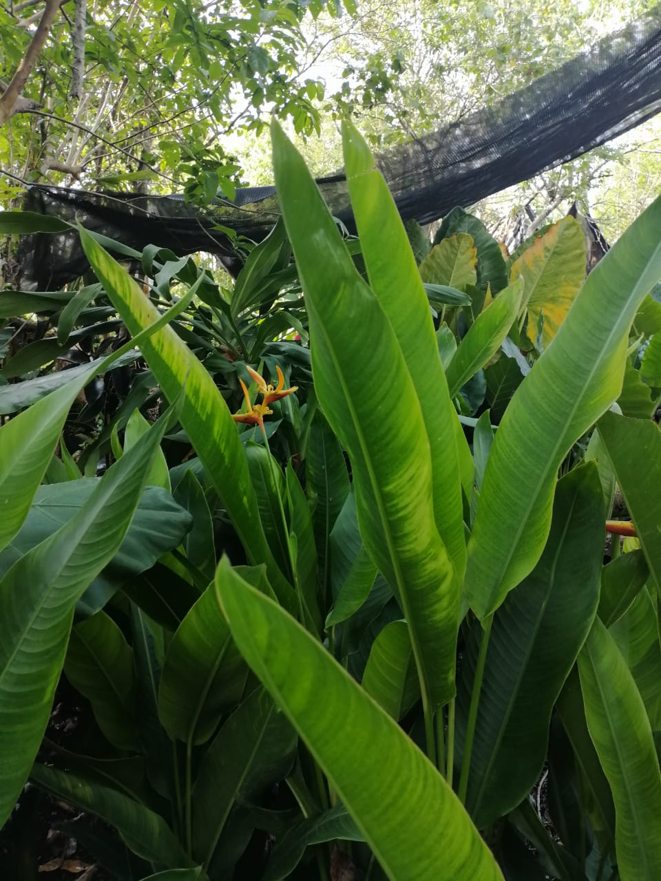 Heliconia x nickeriensis