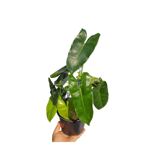 Philodendron Burle Marx maceta "6