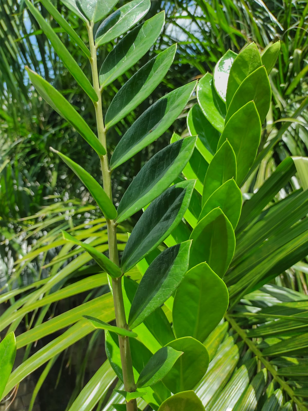 Zamioculca Zamiifolia  “7