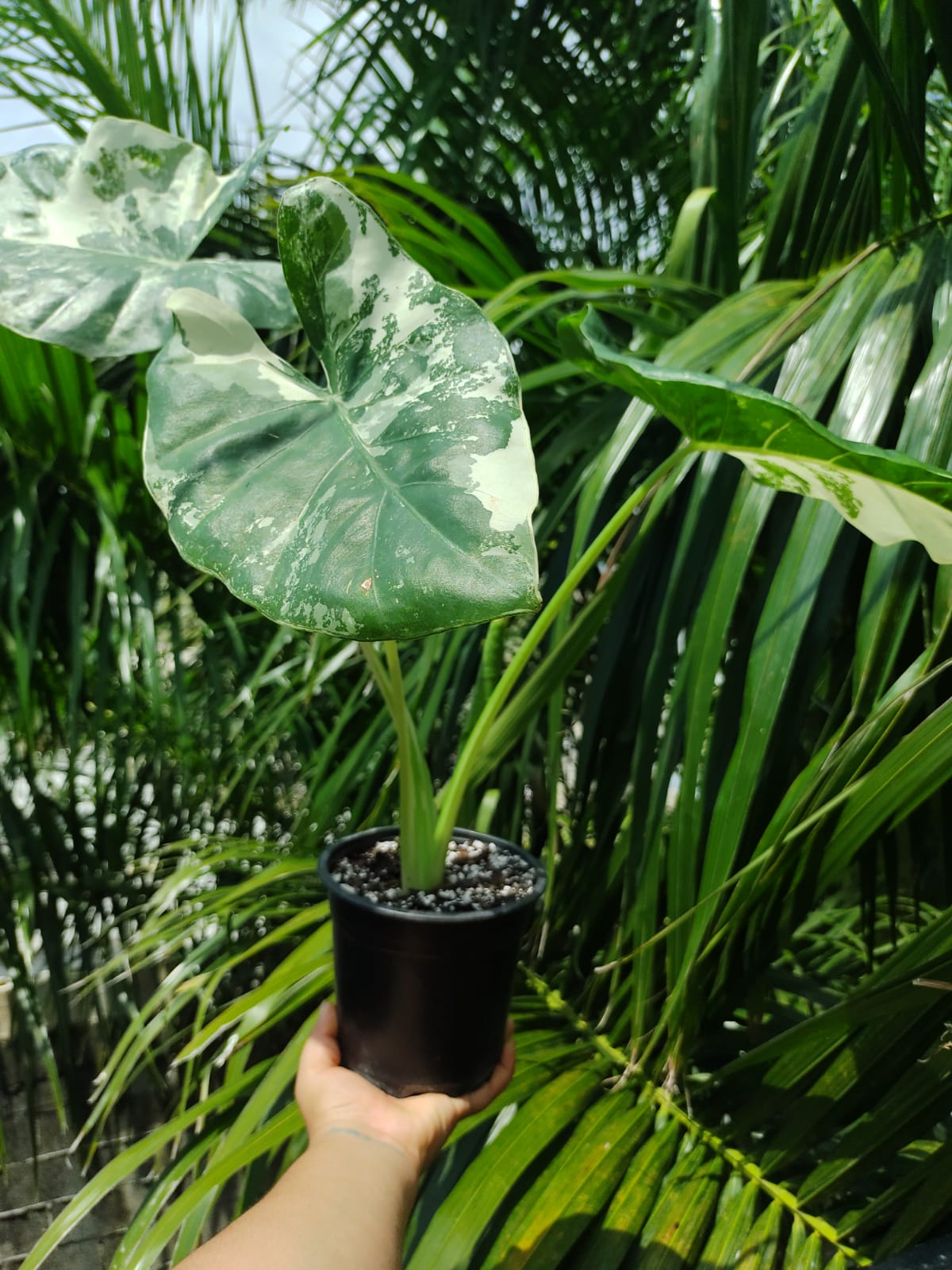 Alocasia Macrorrhiza Variegada #6