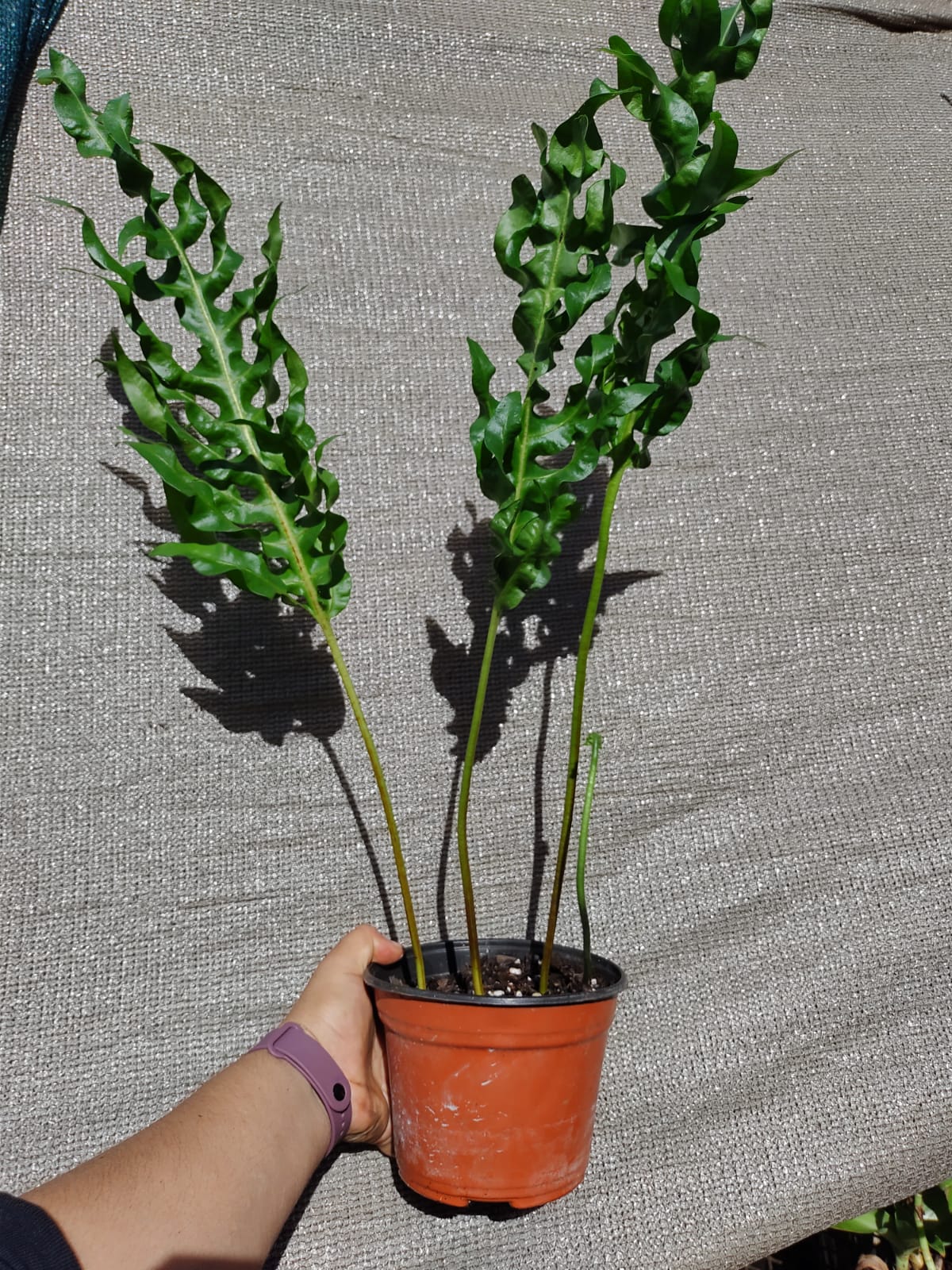 Helecho Polypodium Twister (green wave o curly)