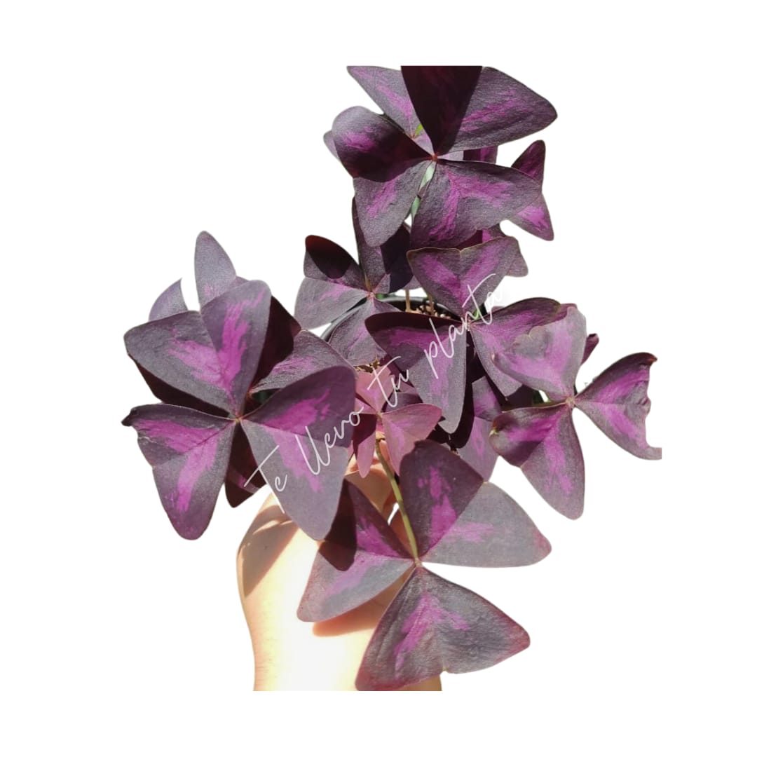 Oxalis Triangularis #5