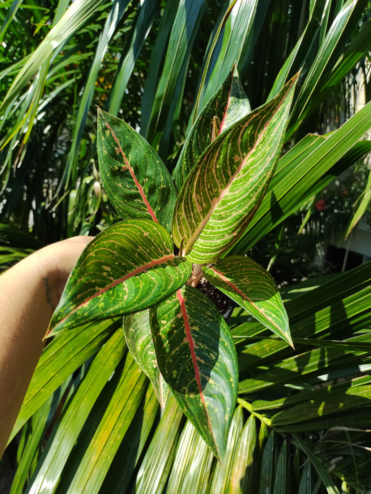 Aglaonema Legacy Green #4