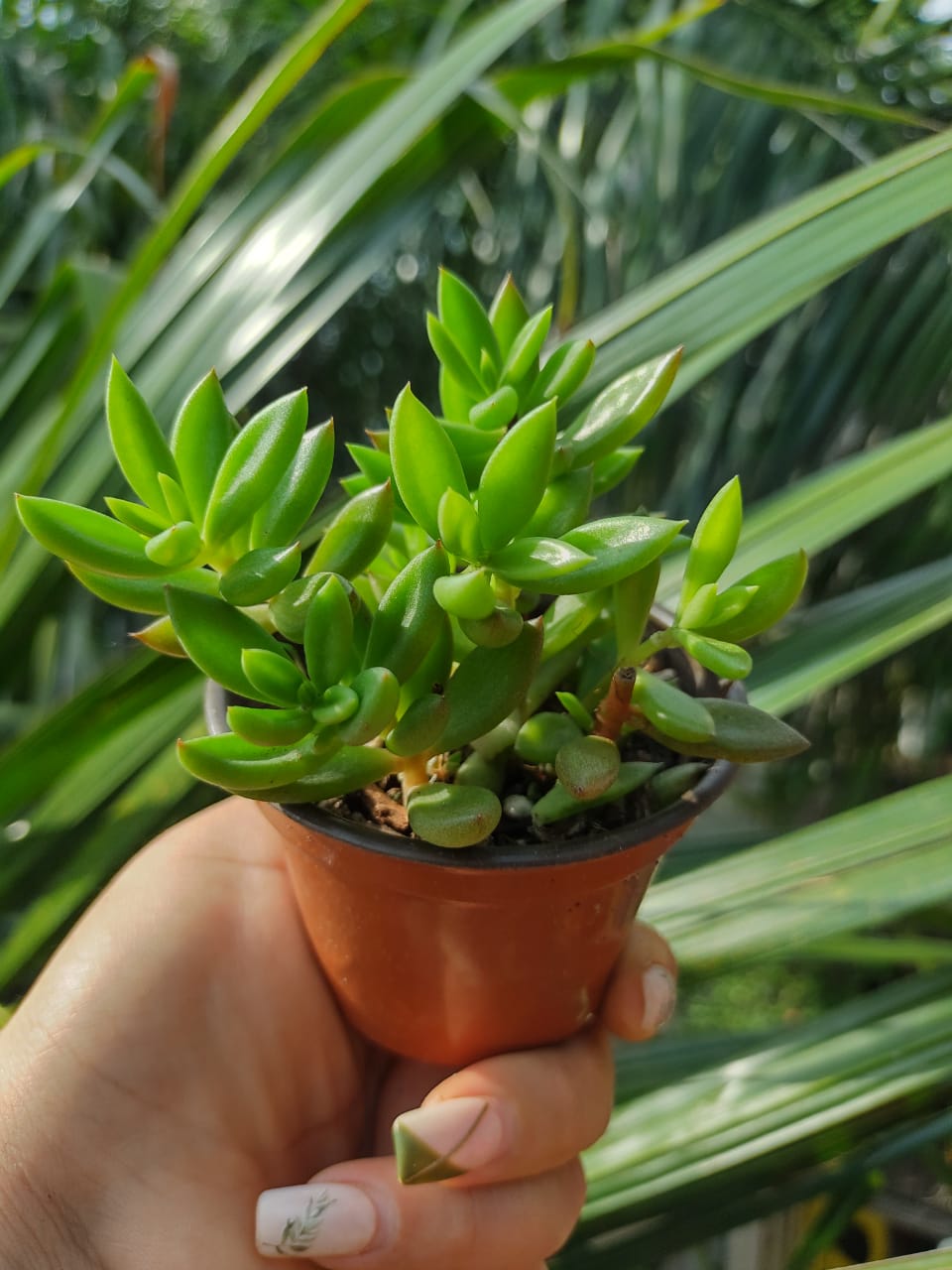 Lenophyllum acutifolium