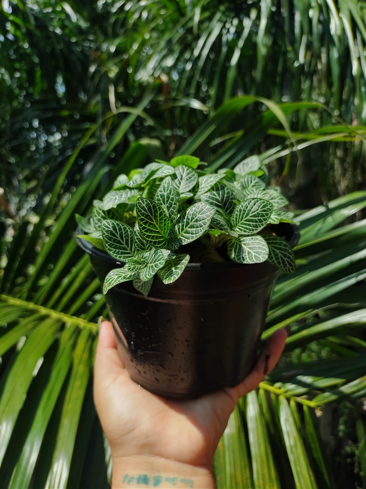 Fittonia maceta "5