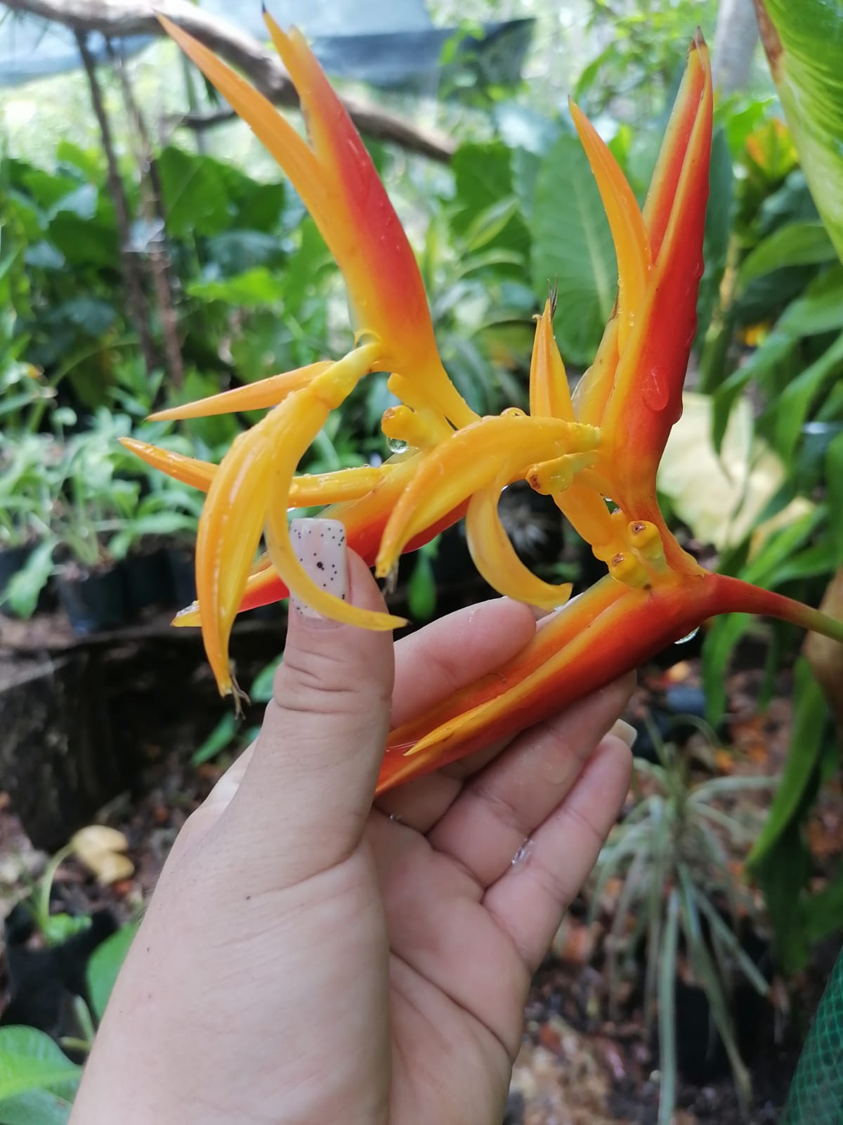 Heliconia x nickeriensis