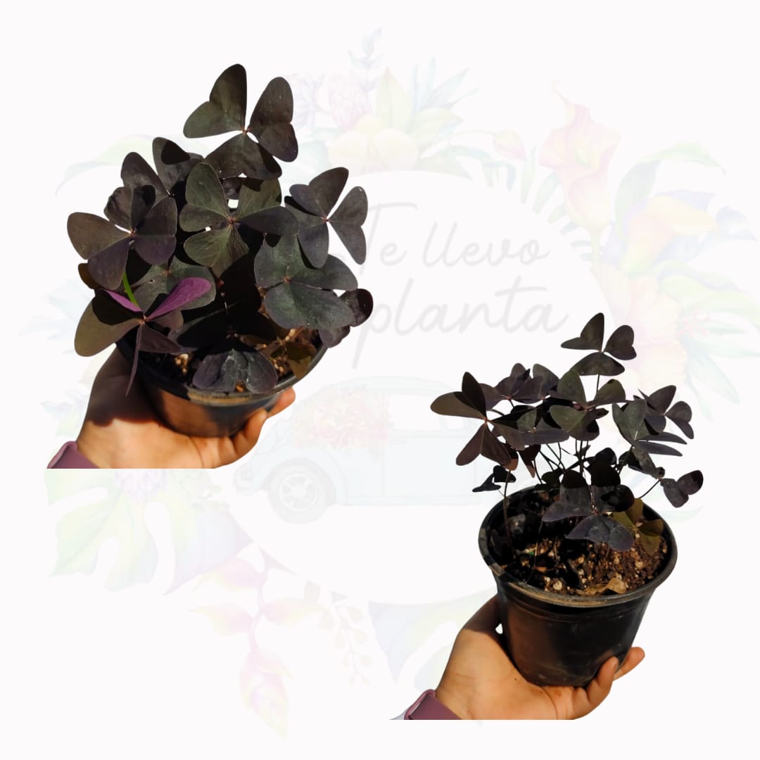 Oxalis Ebony Allure “6
