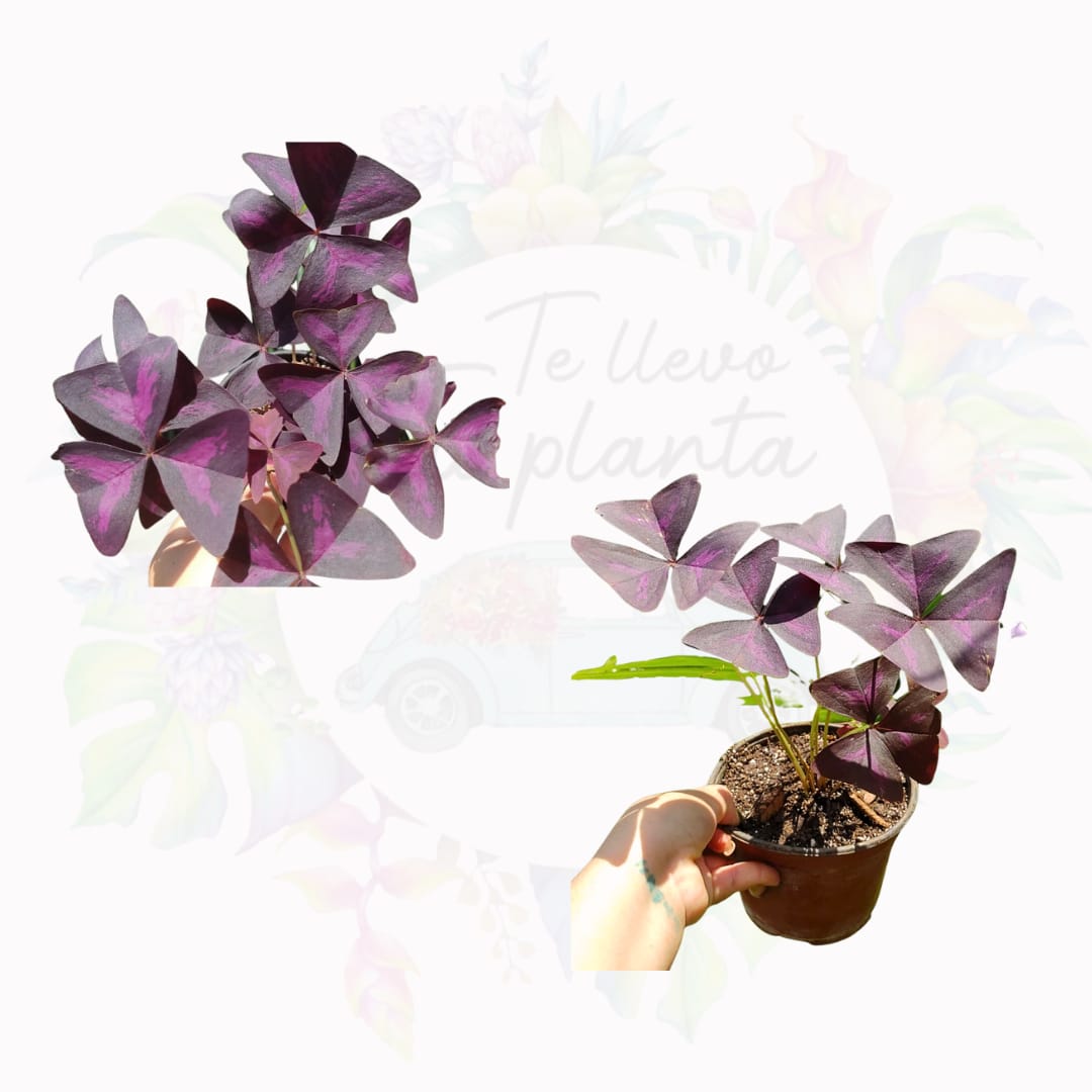 Oxalis Triangularis #5