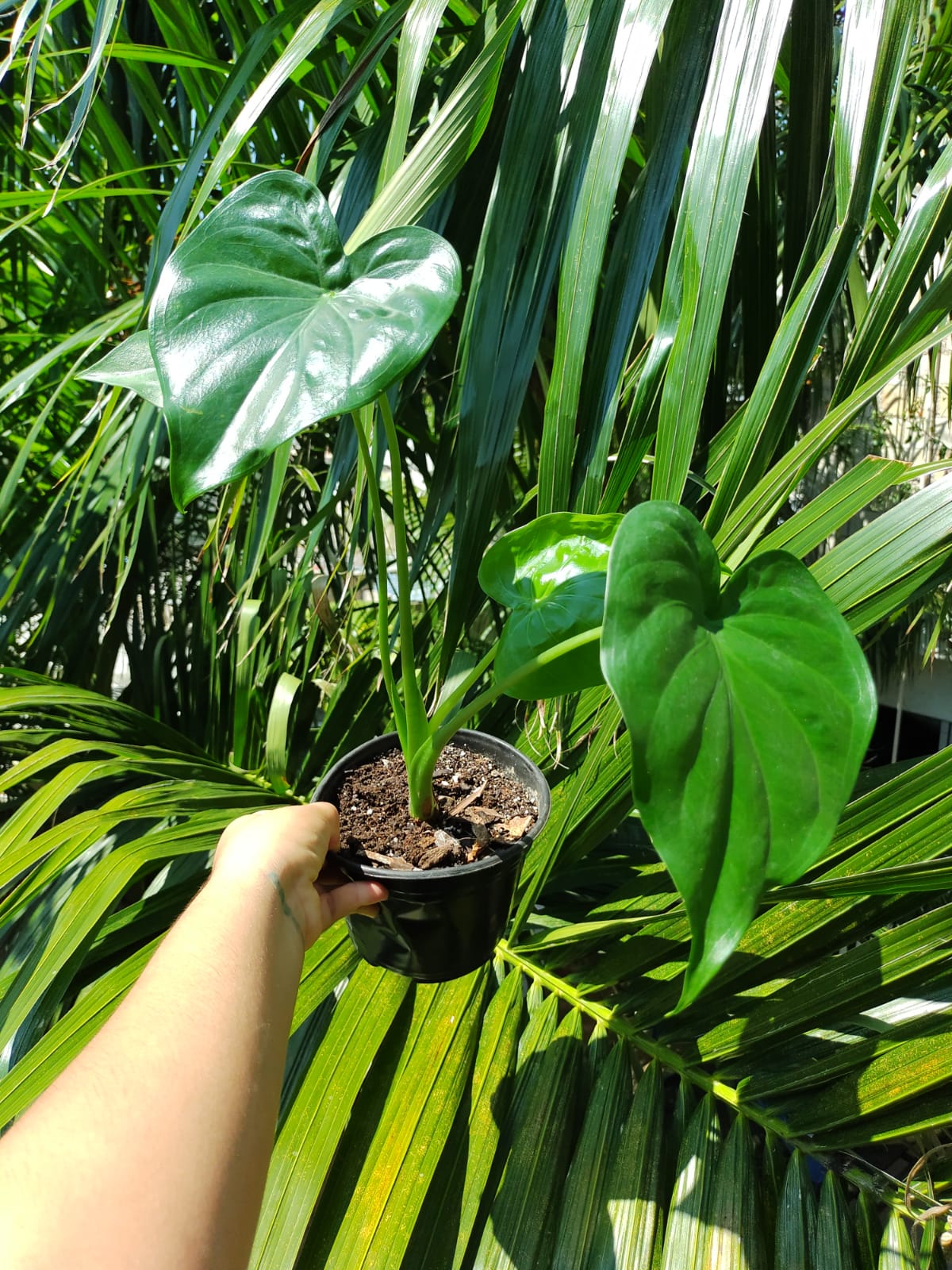 Alocasia Cucullata #4