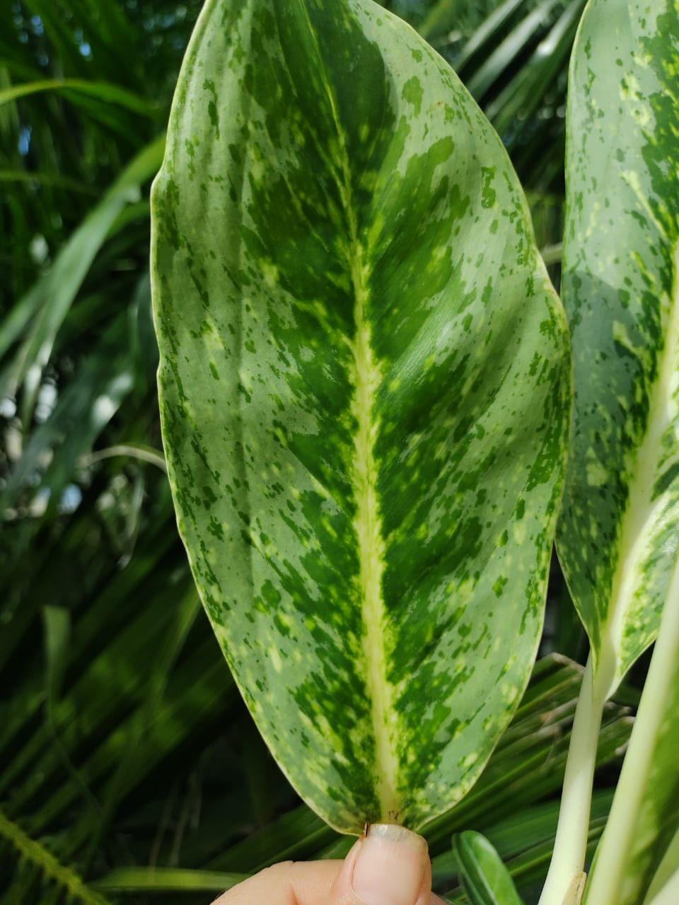 Aglaonema Green Yellow (Key Lime)