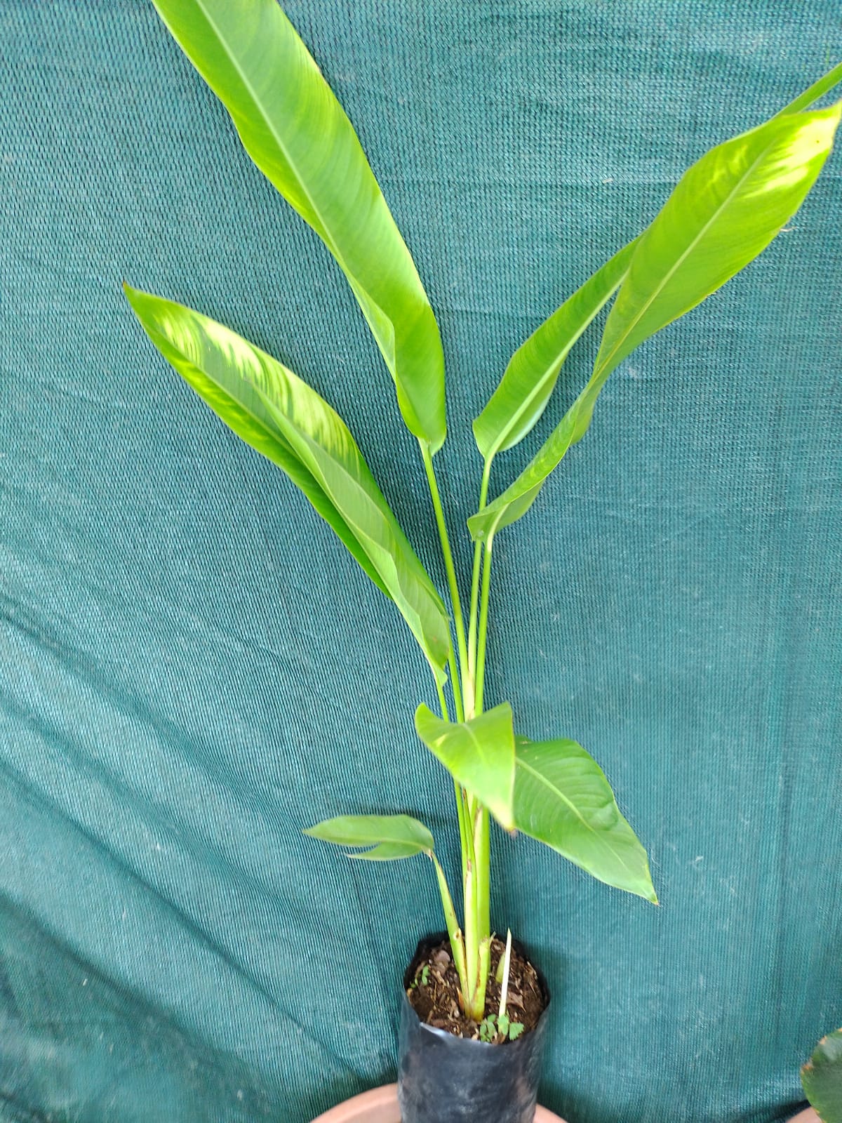 Heliconia x nickeriensis