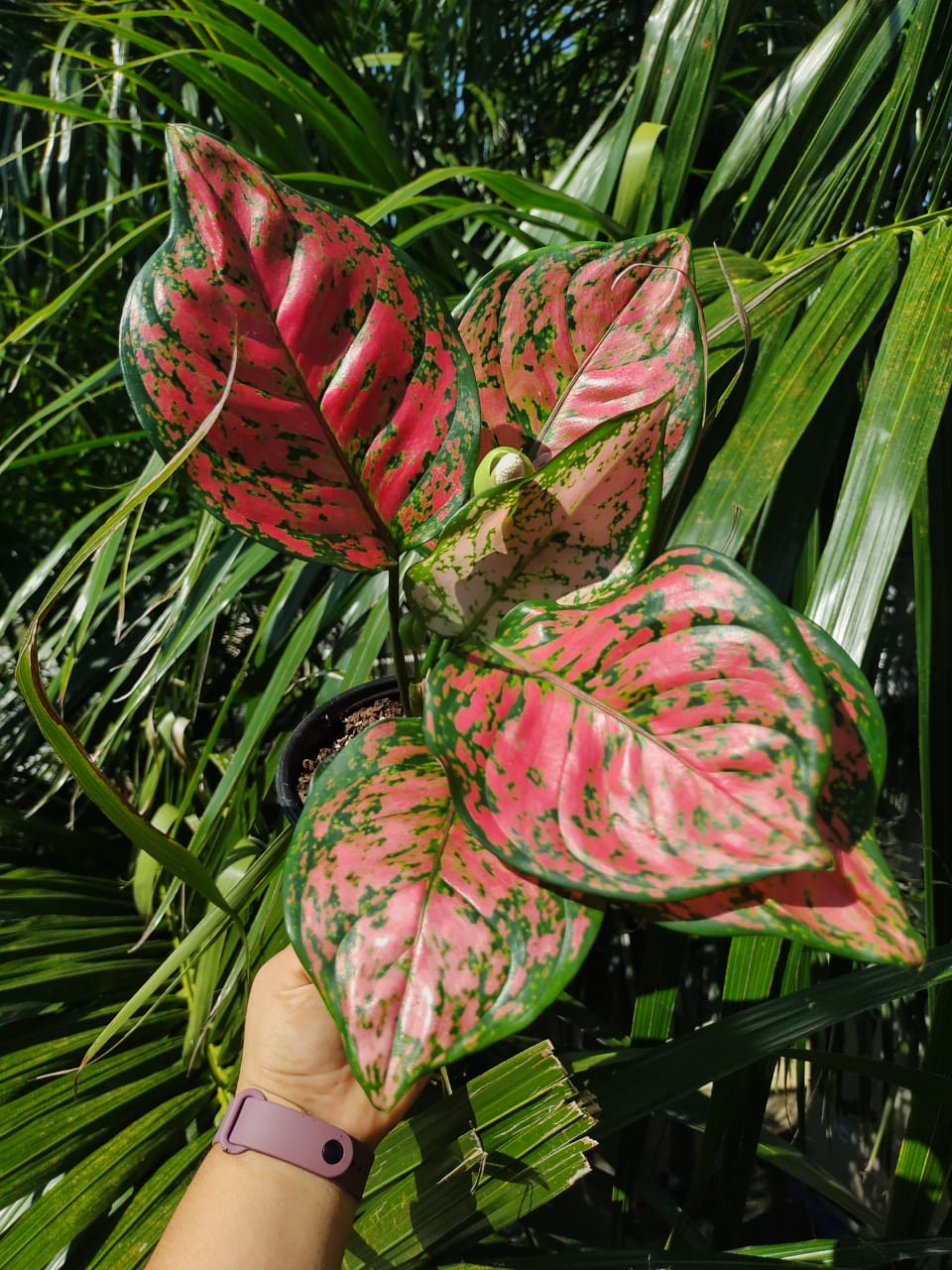 Aglaonema Red Anyamanee