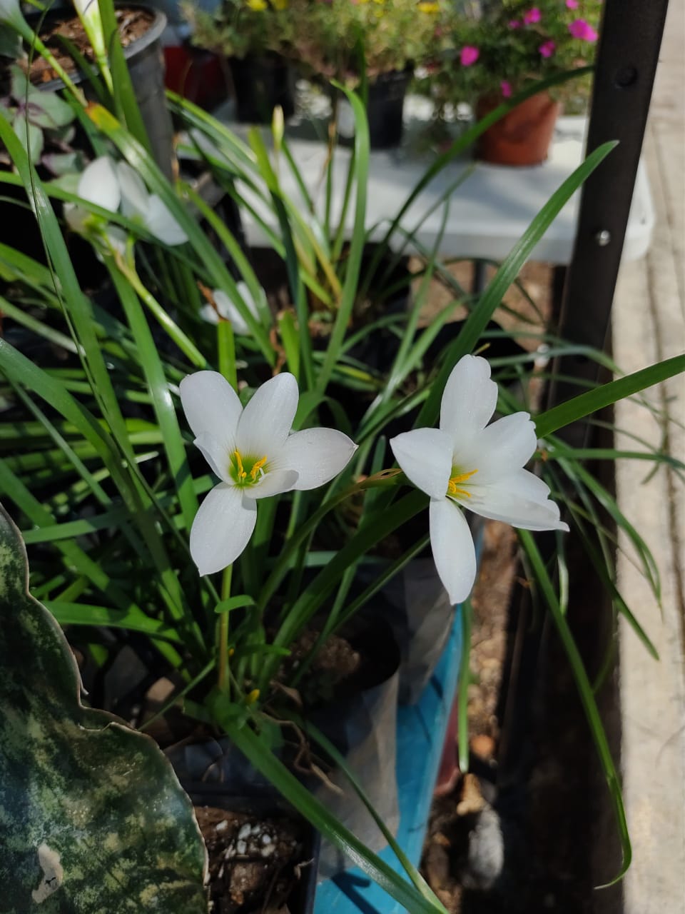 Zephyranthes Insularum