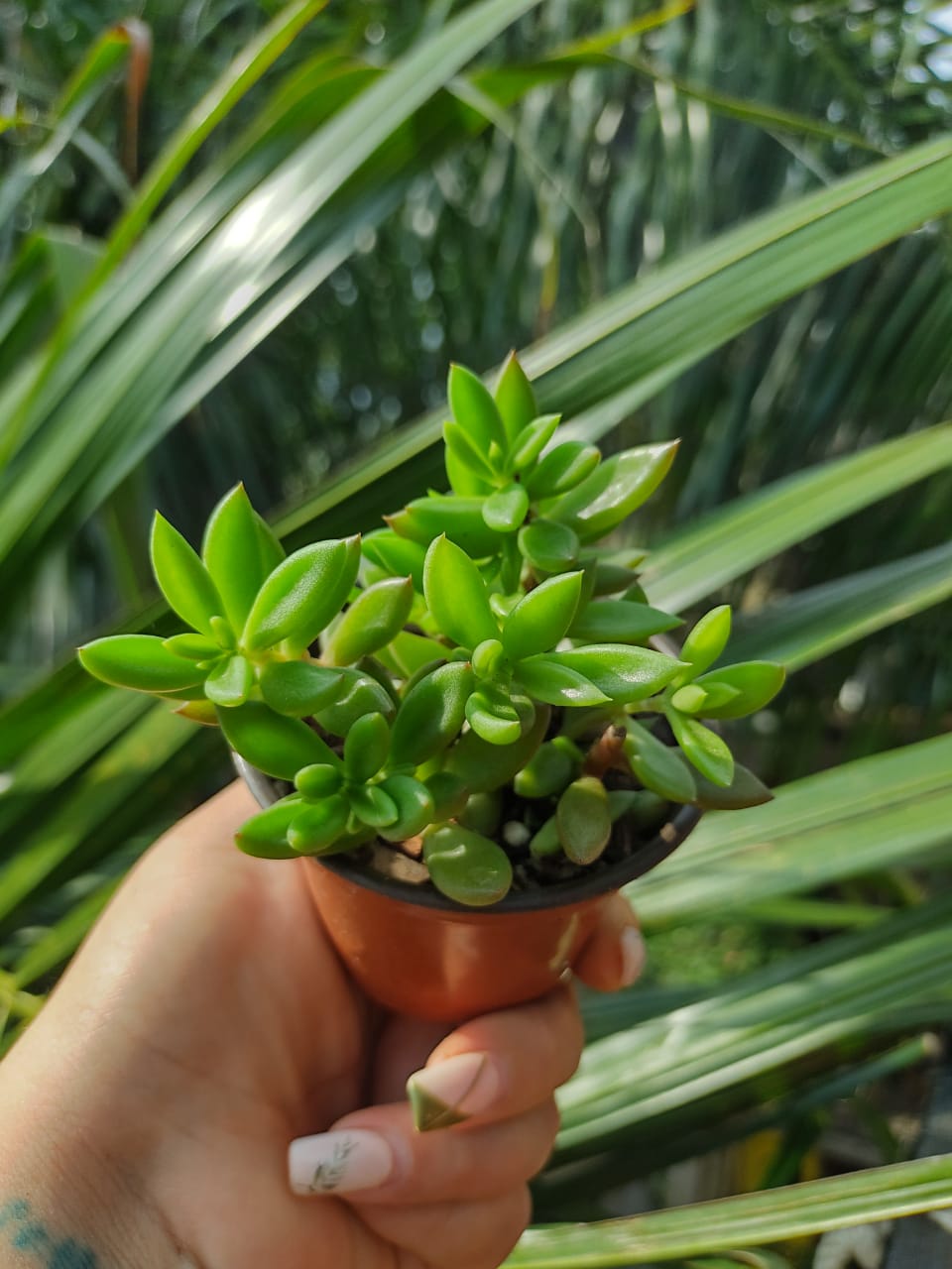 Lenophyllum acutifolium