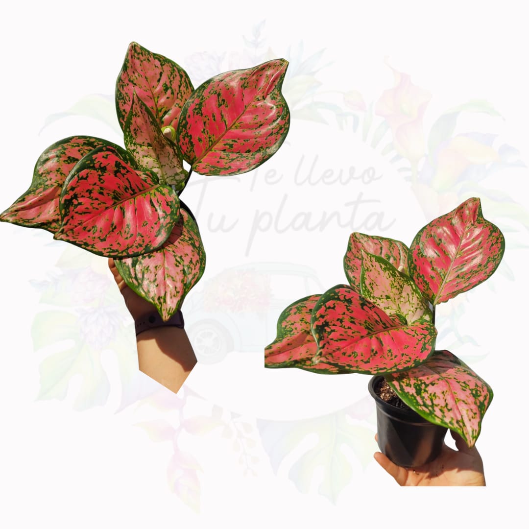 Aglaonema Red Anyamanee