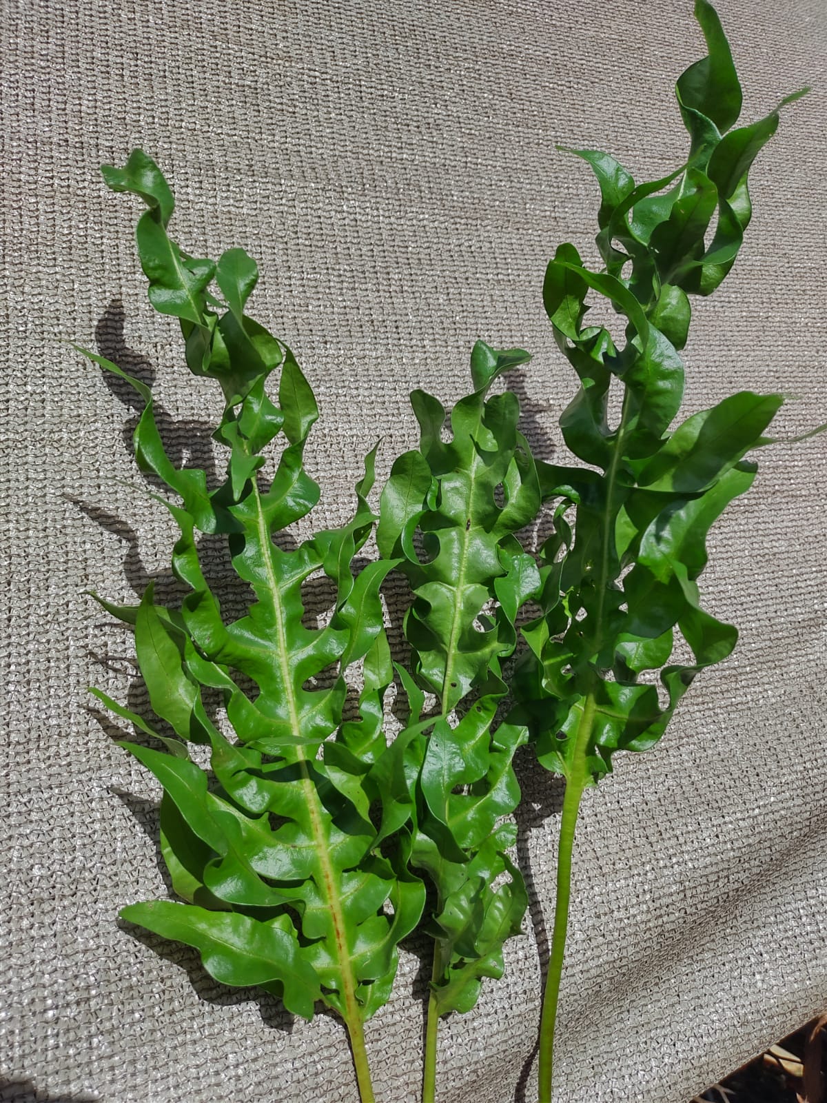 Helecho Polypodium Twister (green wave o curly)