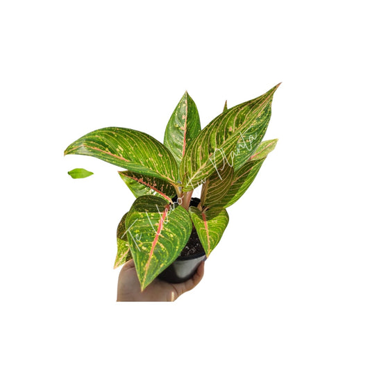 Aglaonema Legacy Green #4