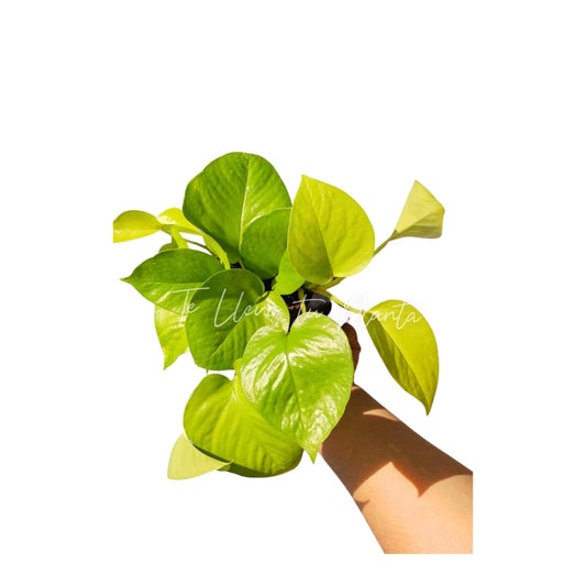 Pothos Neón | Epipremnum Aureum Neón "4