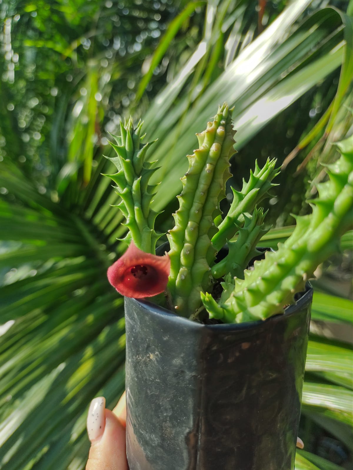 Huernia Schneideriana