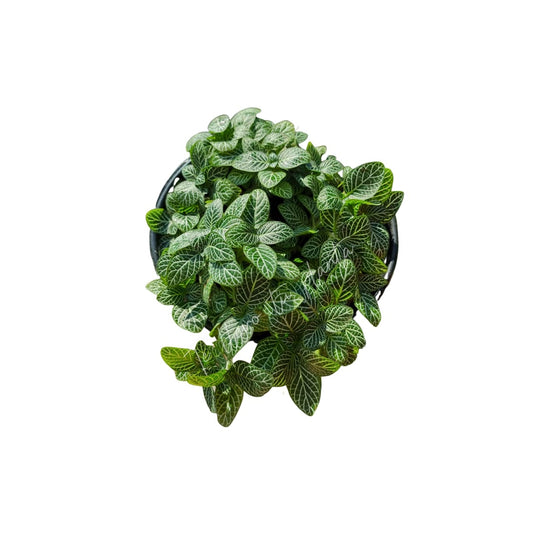 Fittonia maceta "5